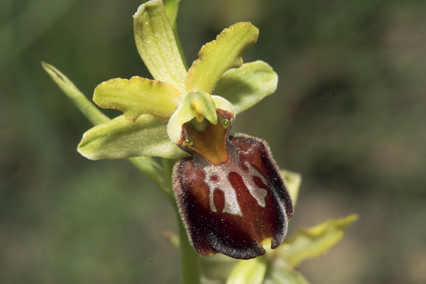 Ophrys majellensis