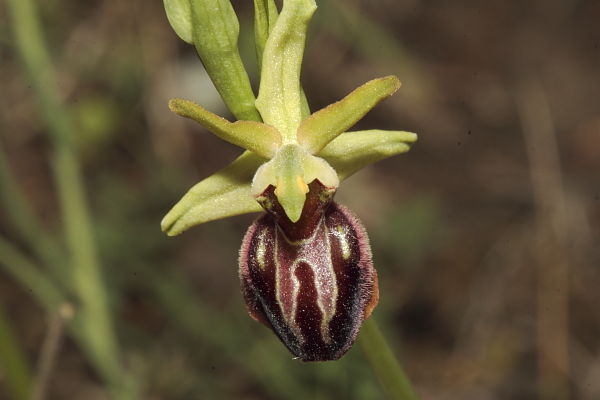 Ophrys majellensis