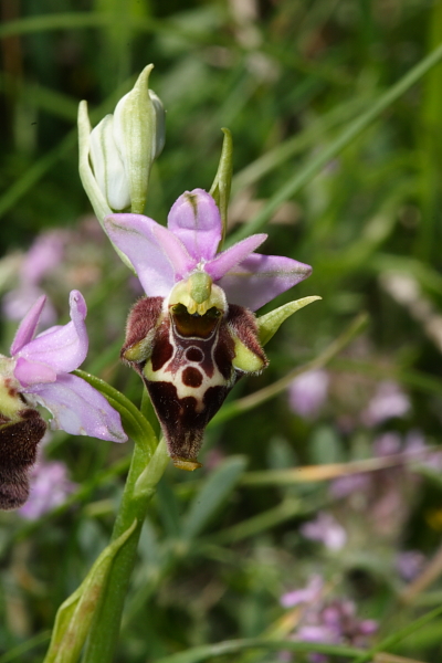 Ophrys fuciflora ...strane