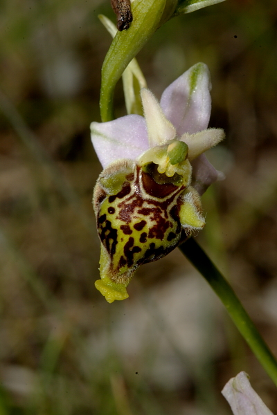 Ophrys fuciflora ...strane