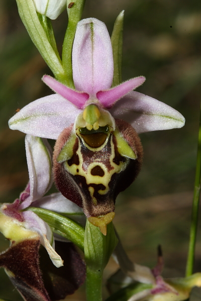 Ophrys fuciflora ...strane