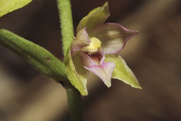Monte Amiata - Epipactis placentina