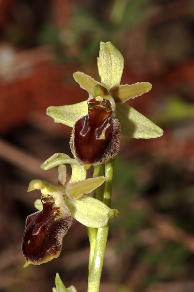 ibrido di Ophrys argolica subsp crabronifera