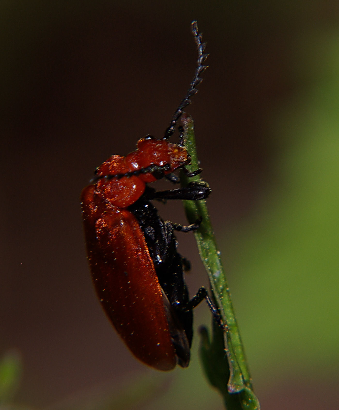 il secondo: Pyrochroa serraticornis