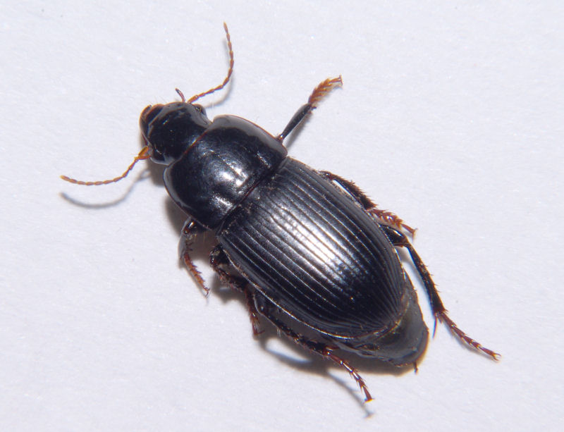 Carabidae - Harpalus tardus