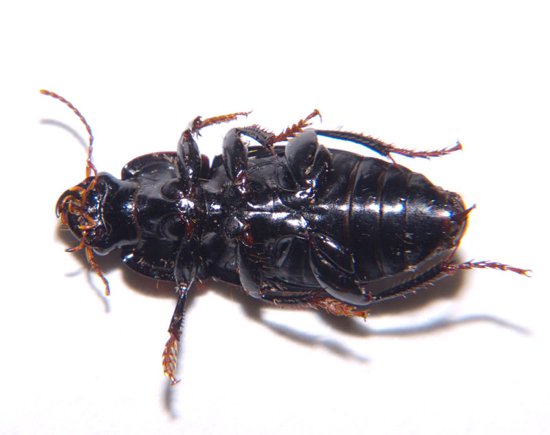 Carabidae - Harpalus tardus