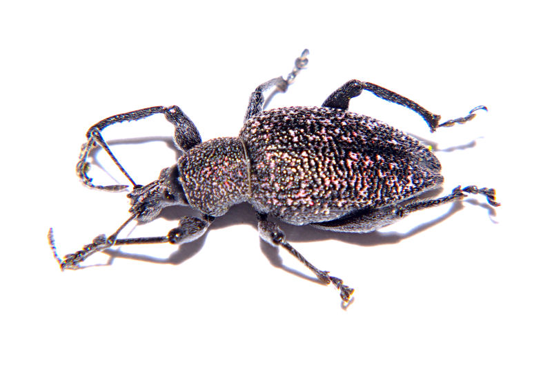 Otiorhynchus caudatus