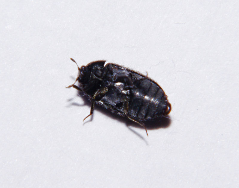 Attagenus punctatus (Dermestidae)