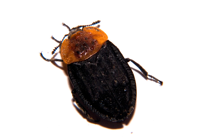 Oiceoptoma thoracicum