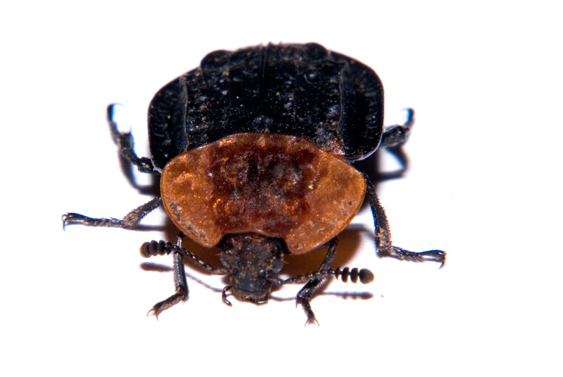 Oiceoptoma thoracicum