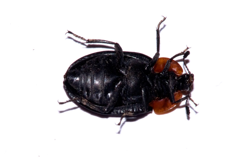 Oiceoptoma thoracicum