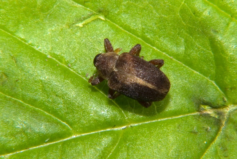 Oprohinus suturalis??