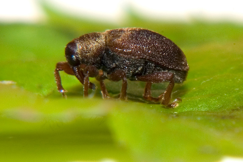 Oprohinus suturalis??