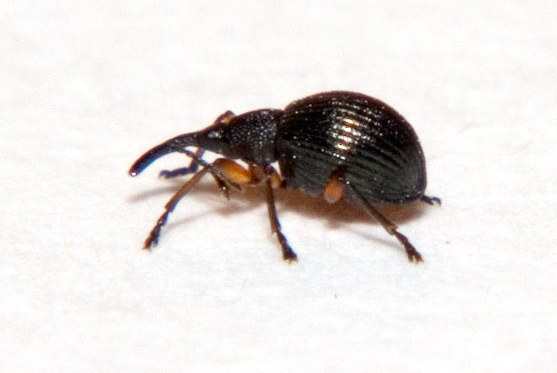 Curculionoide...Protapion sp??