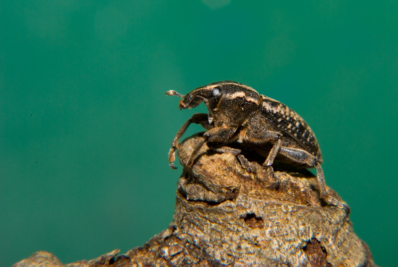 Leucosomus pedestris o Pseudocleonus cinereus?