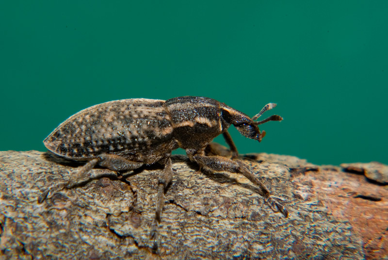 Leucosomus pedestris o Pseudocleonus cinereus?