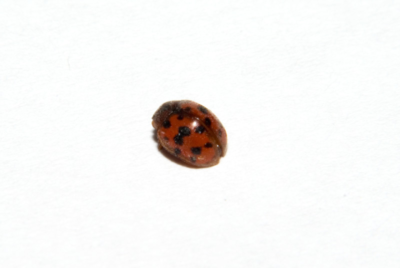 Subcoccinella vigintiquatuorpunctata (Coccinellidae Epilachninae)