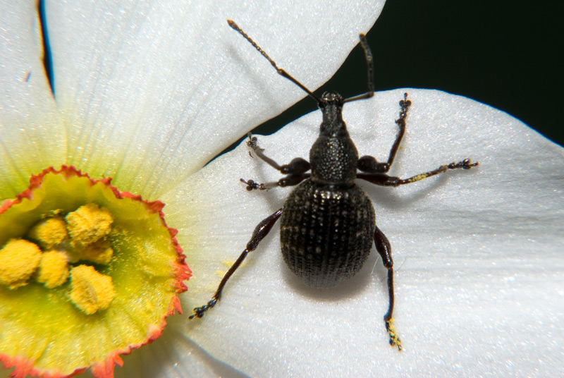 Otiorhynchus armadillo a Feltre