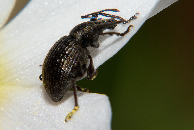 Otiorhynchus armadillo a Feltre