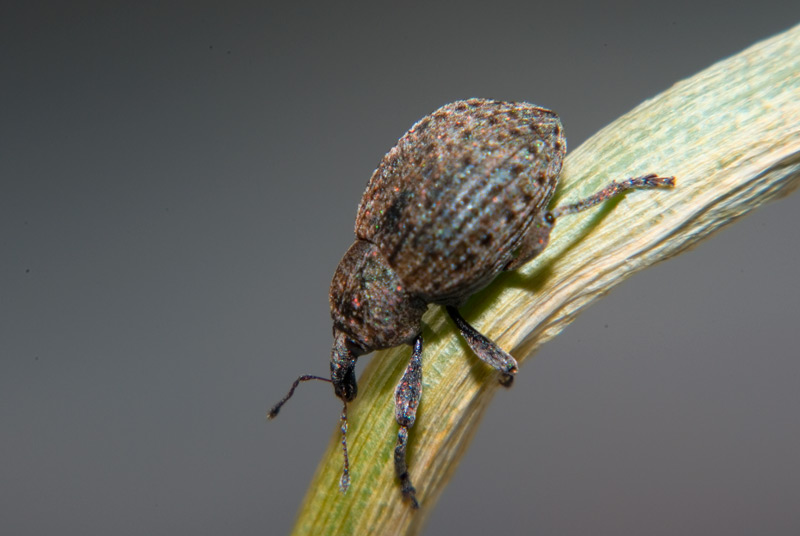 Hypera vidua?