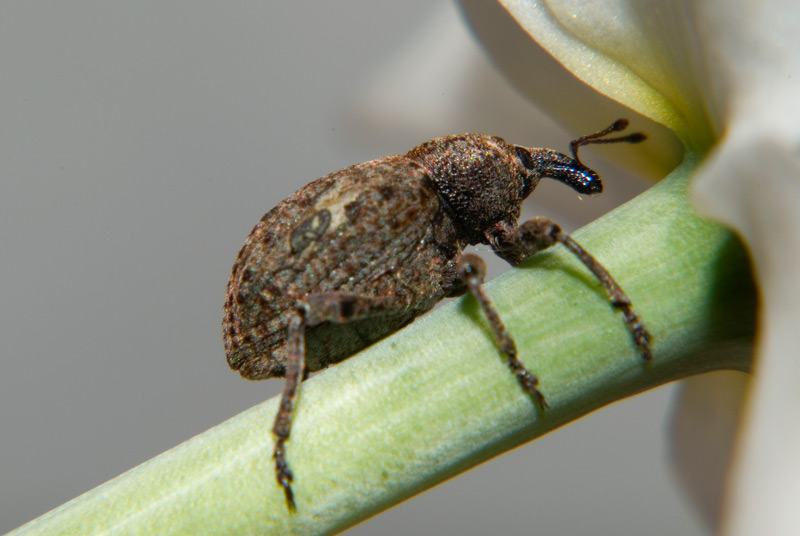 Hypera vidua?
