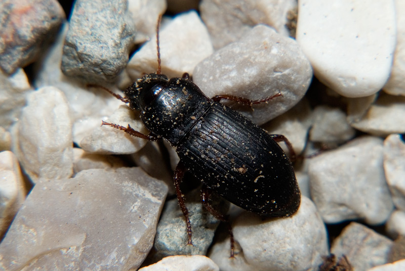 Carabidae - Harpalus atratus