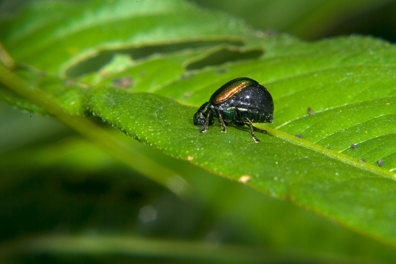 Gastrophysa viridula