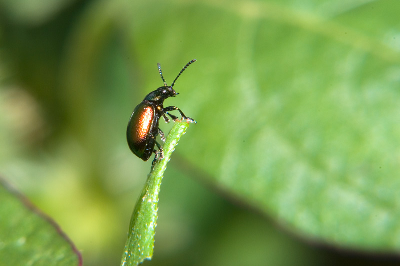 Gastrophysa viridula