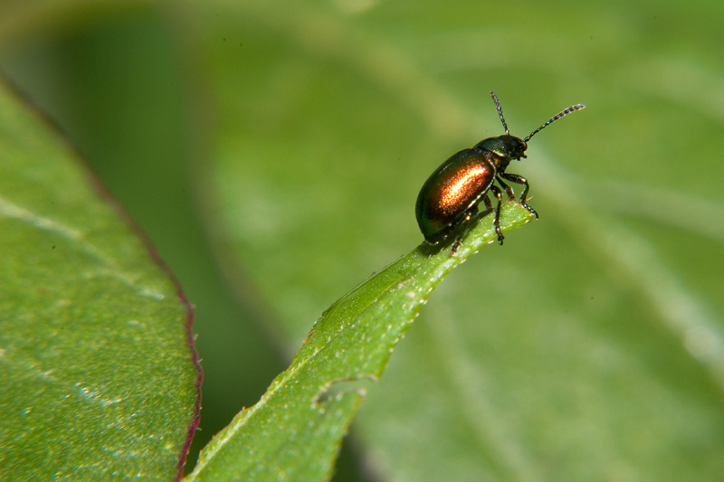 Gastrophysa viridula