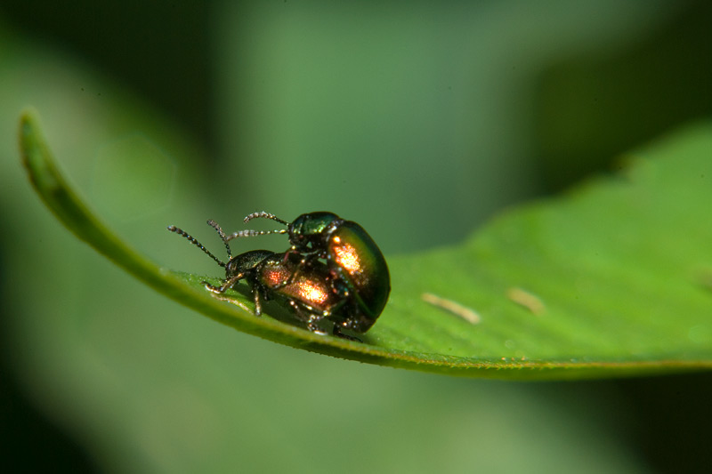 Gastrophysa viridula