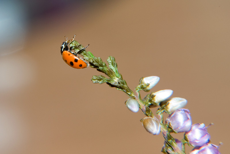 Hippodamia variegata