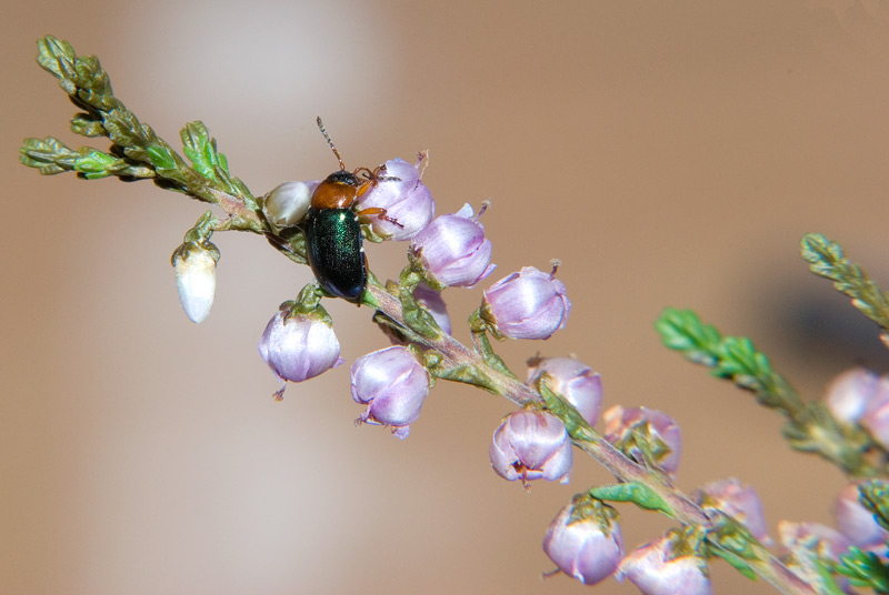 Gastrophysa polygoni