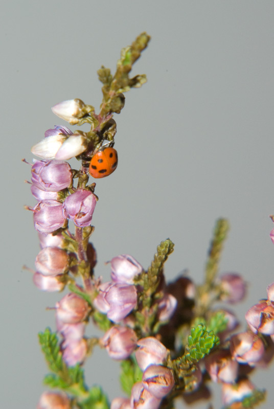 Hippodamia variegata