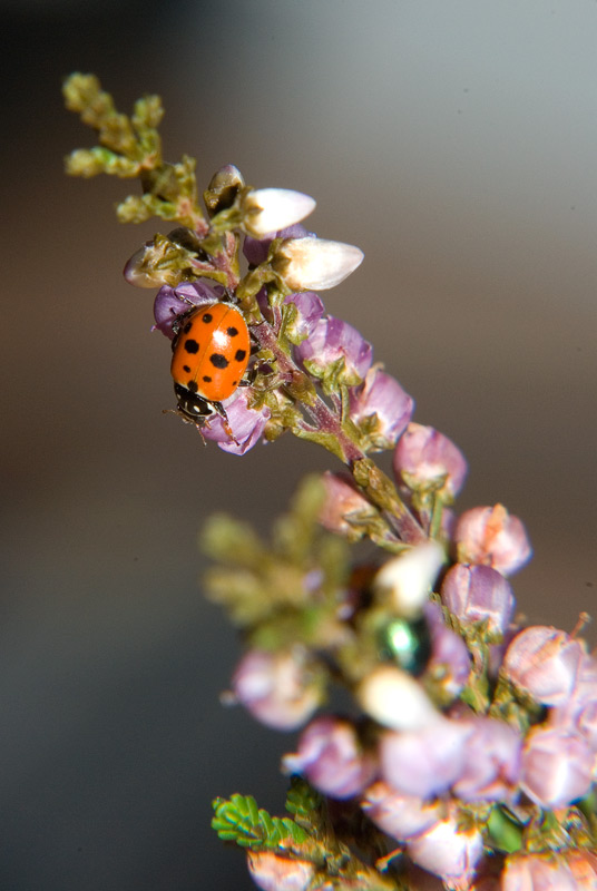 Hippodamia variegata
