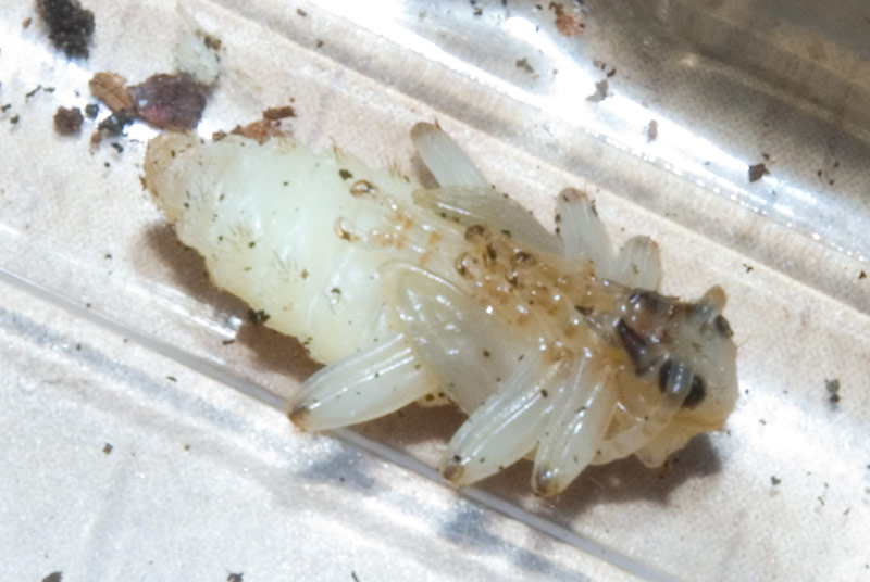 ex pupa: Rhagium inquisitor