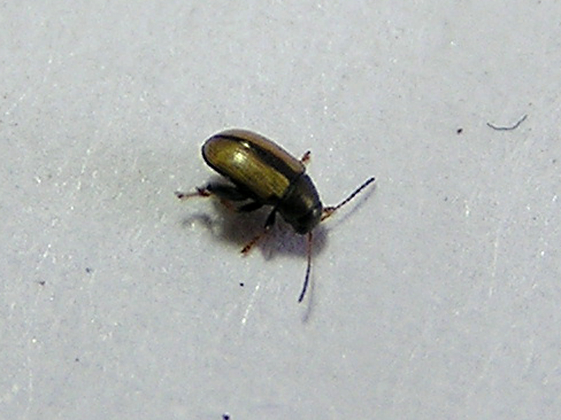 Phyllotreta??