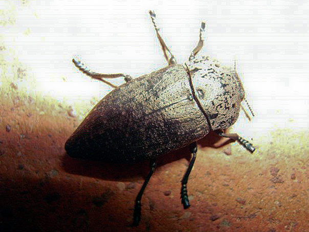 Identificazione: Capnodis tenebricosa
