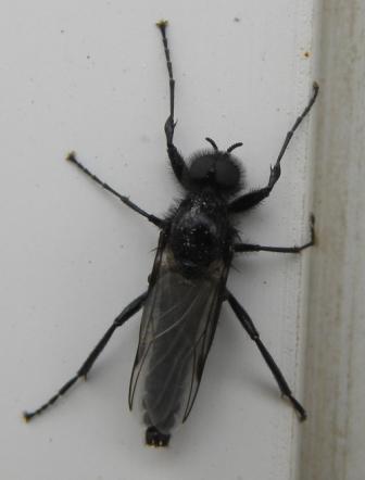 Bibio marci M (Bibionidae)