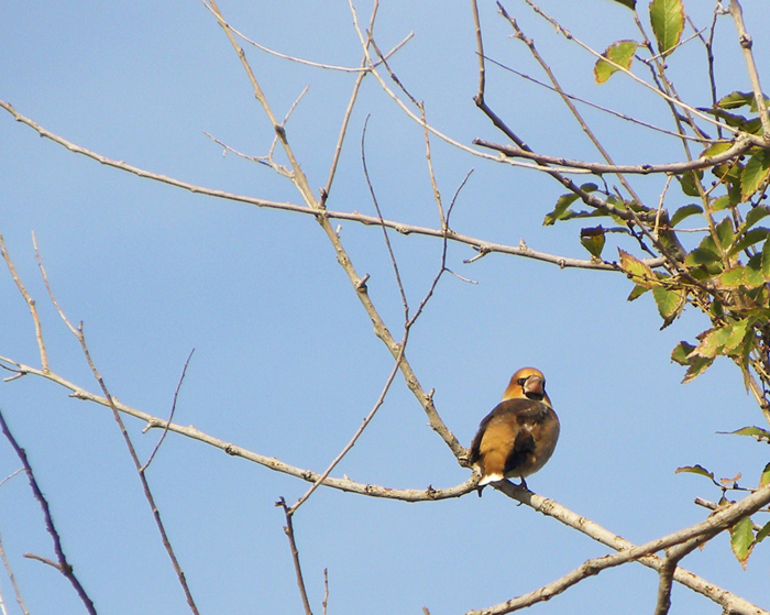 Frosone...campagnolo