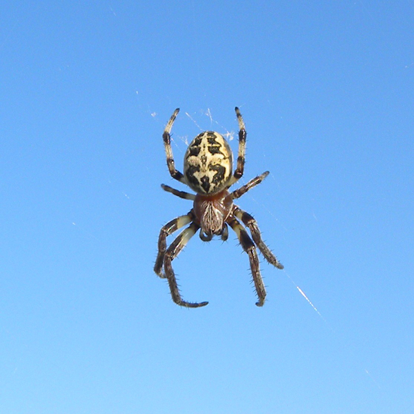 Larinioides sp.