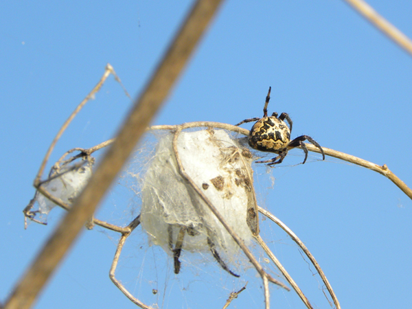 Larinioides sp.