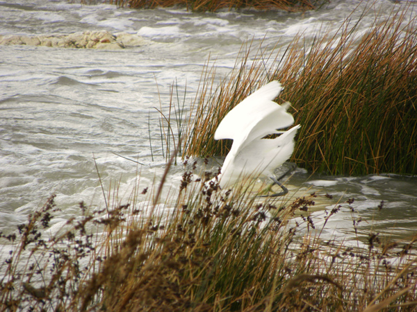 Garzetta e mareggiata (con preda)