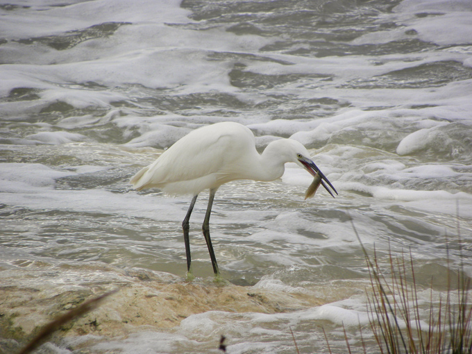 Garzetta e mareggiata (con preda)