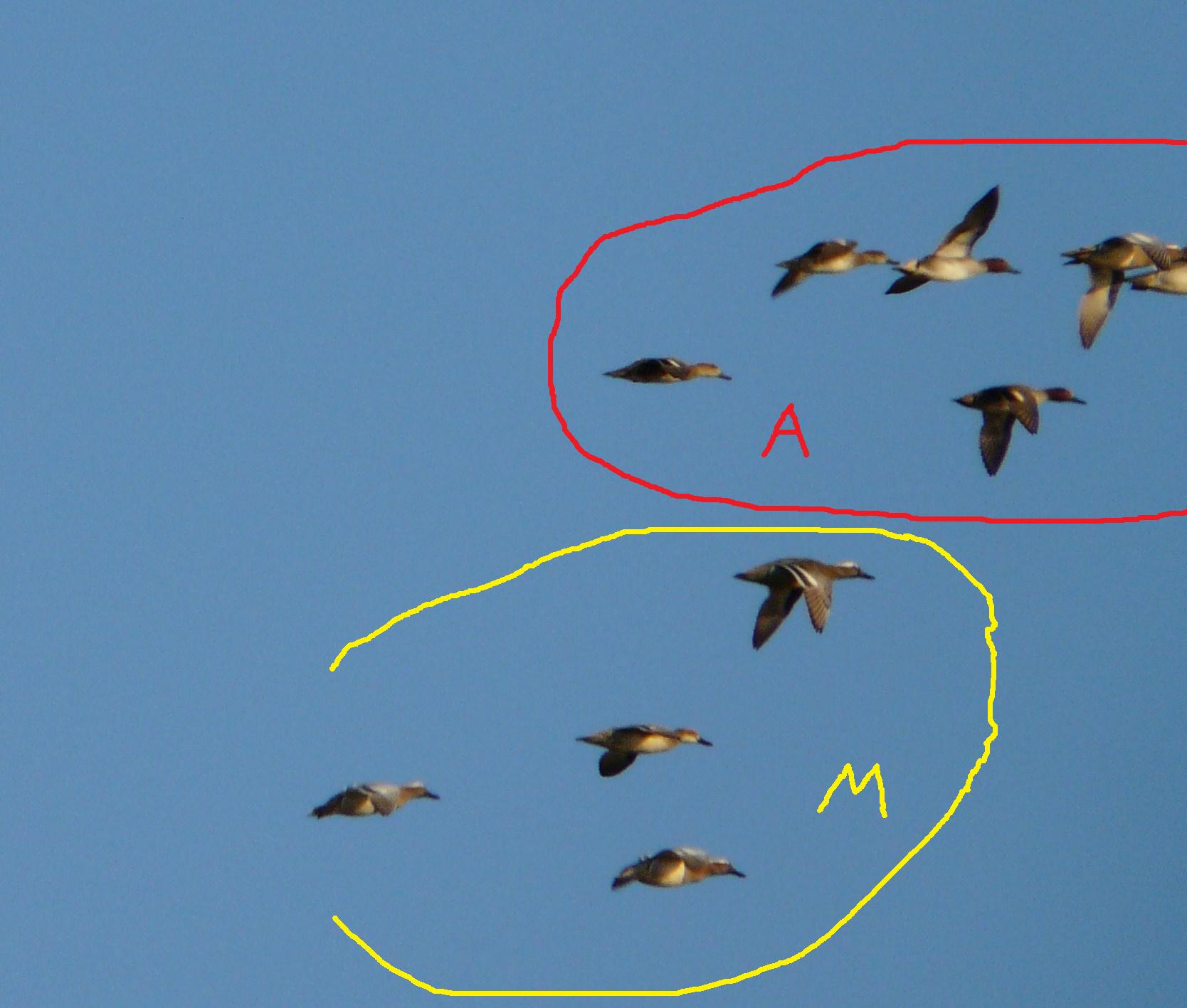 Anatre da identificare... quante specie diverse ci sono?