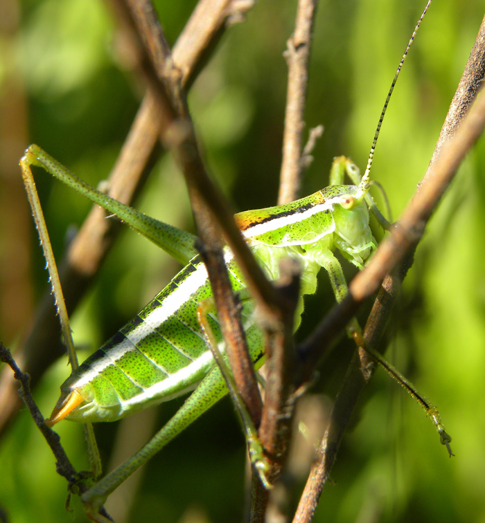 Ortottero striato: Poecilimon jonicus superbus