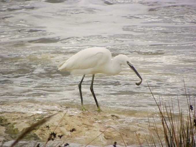 Garzetta e mareggiata (con preda)