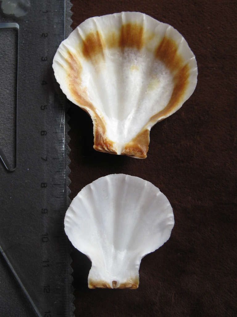 Pectinidae
