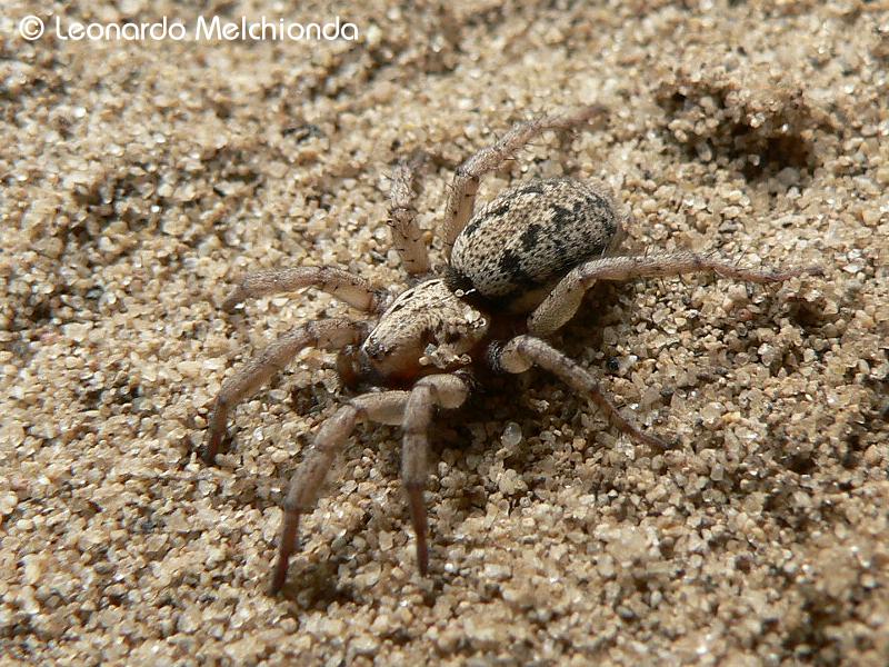 Gnaphosidae