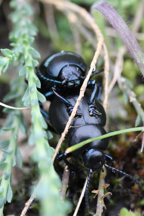 I primi coleotteri - Timarcha tenebricosa