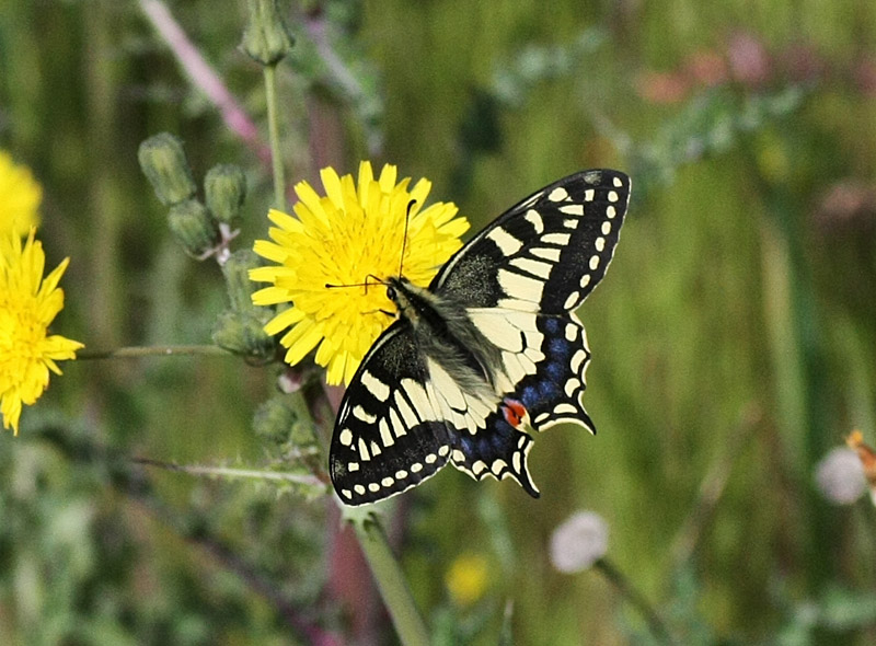 Papilio machaon
